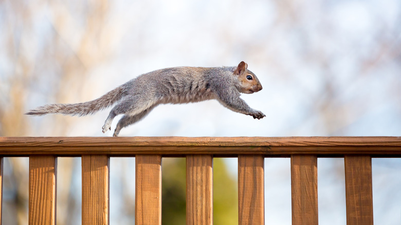 A DIY Squirrel Repellent That'll Keep Them From Destroying Your Outdoor Space