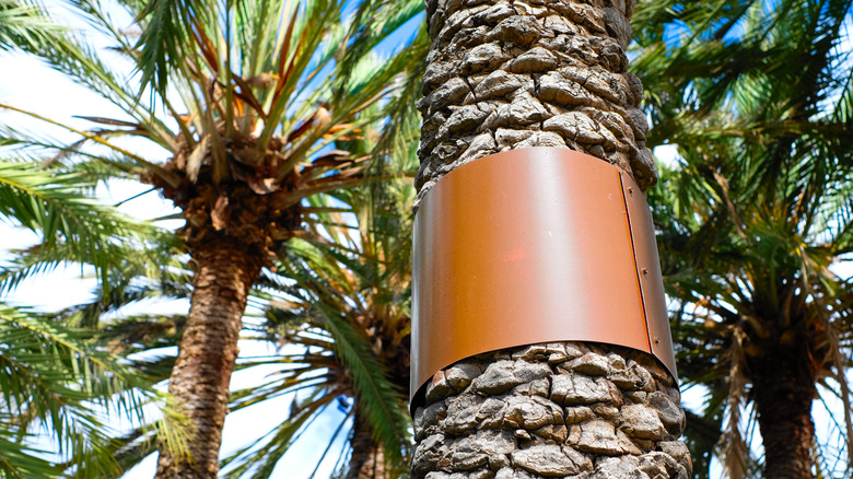 metal band around a tree trunk to prevent small mammals from climbing higher