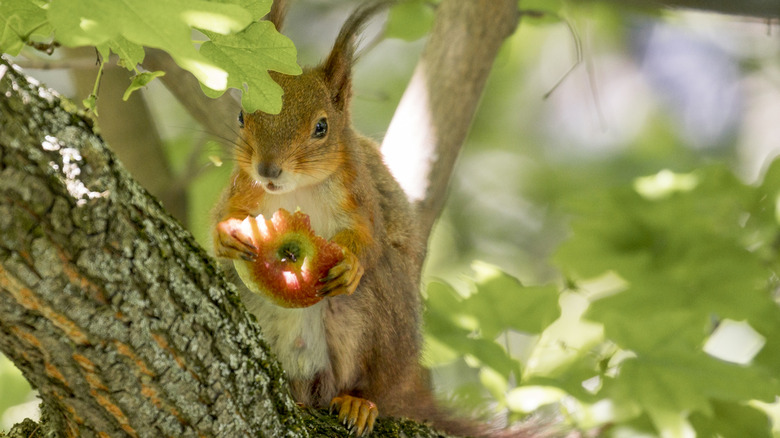 squirrel eats an apple while up in a tree