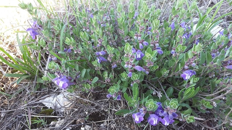 Wright's skullcap in bloom, with light green leafy stems holding multiple purple and white blooms.