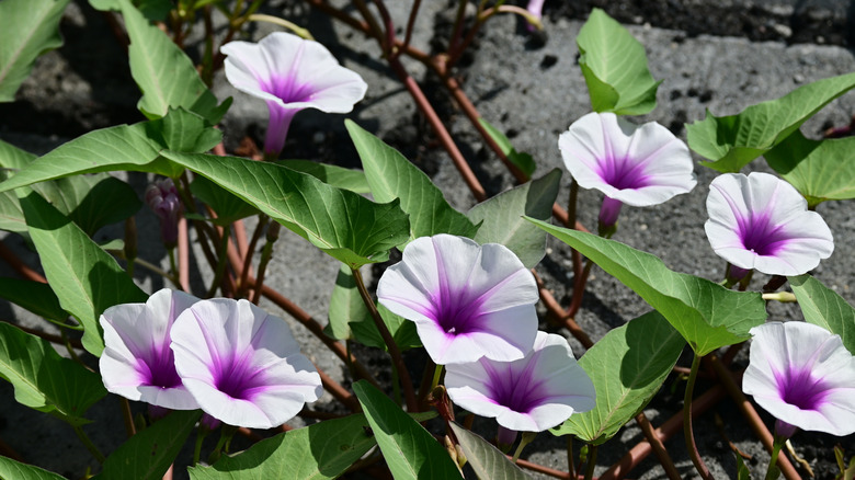 Purple and white wild potato vine flowers