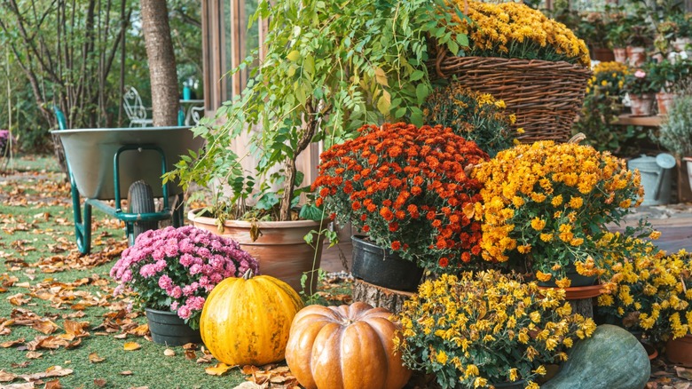 A fall garden with pumpkins and mums