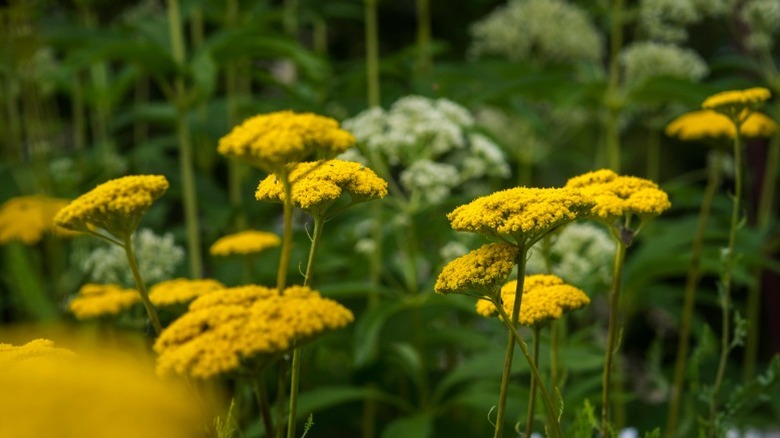 Hardy yellow yarrow blooms in garden