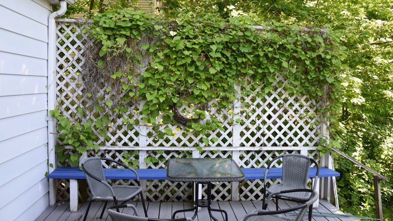 Porch with table and chairs and vines growing on fence