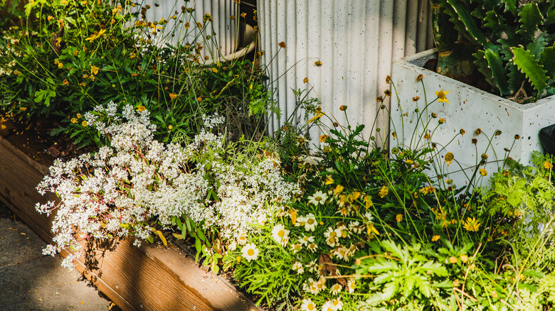 Clusters of low-growing ground cover flowers in the shade of tree