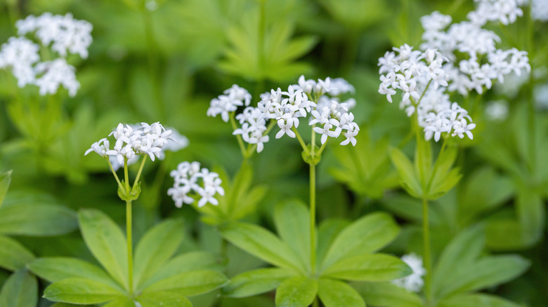 sweet woodruff