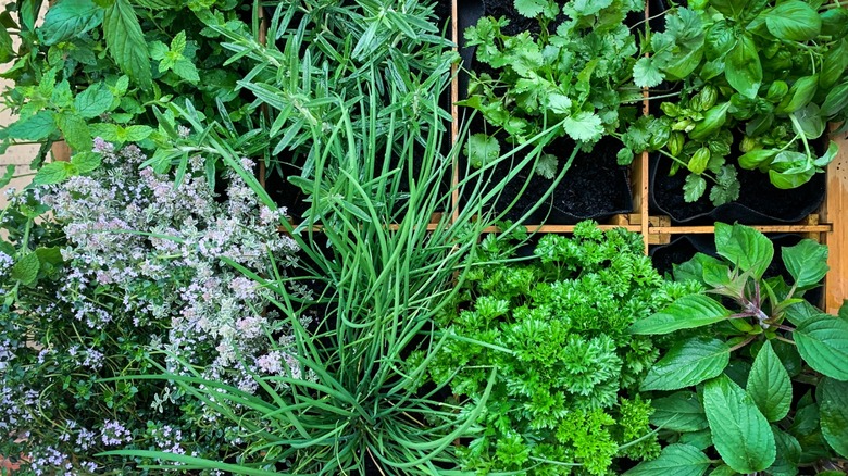 wooden herb container garden