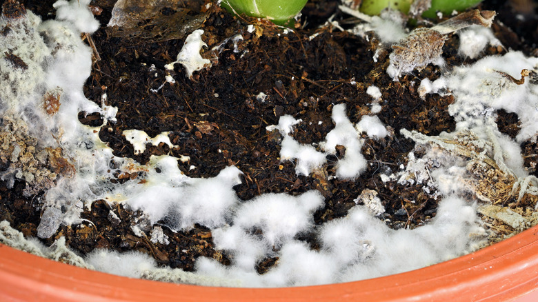 Soil in a pot covered in white, stringy mold