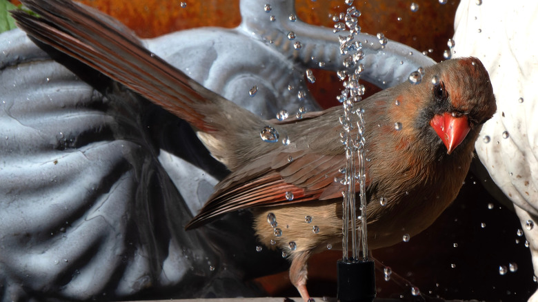 Cardinal checks out the spray on a birdbath fountain