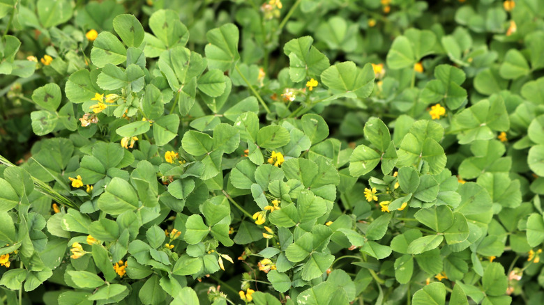 Fenugreek with tiny yellow flowers