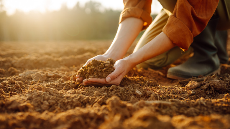 Woman's hands holding garden soil with the sun in the background