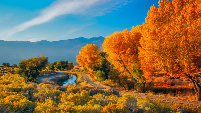 fall colors near bishop california