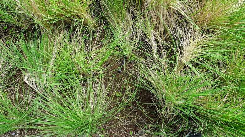 Pennsylvania sedge grows in a garden