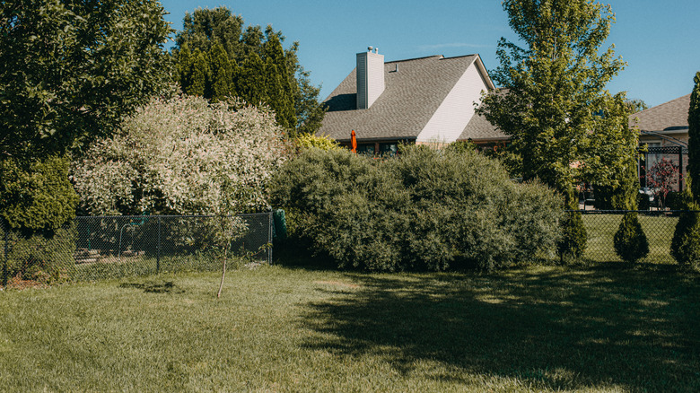 trees and bushes cast shade in a backyard