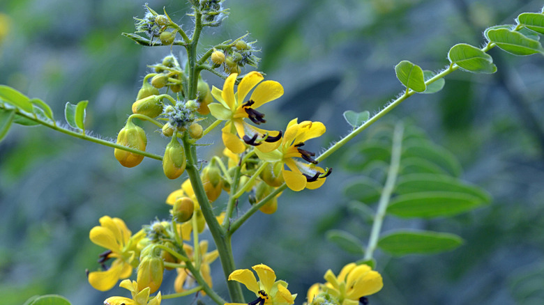 Maryland senna with yellow flowers in bloom