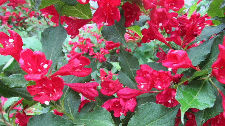 A weigela plant in bloom