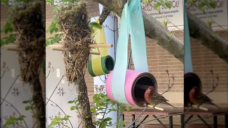 bird feeder paint can hung in a tree with a bird on the perch