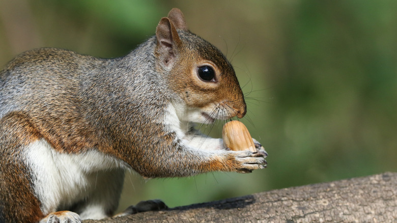 A squirrel eating a nut