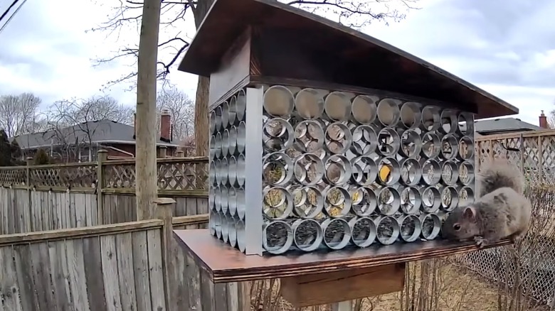 Squirrel trying to access Chris Notap's feeder