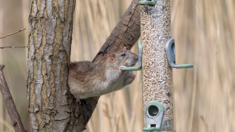 a rat clings to a bird feeder
