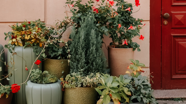 Plant pots in a close grouping along house exterior