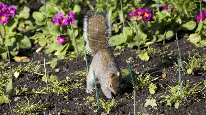 Squirrel digging in flowerbed