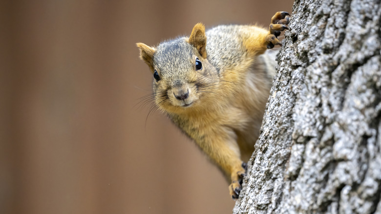 Squirrel on tree looking at camera