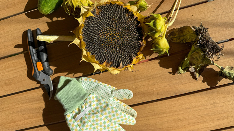 Trimmed sunflower with pruning shears and gloves on a deck