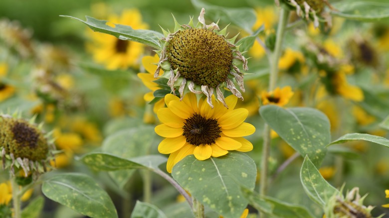A field with both blooming and dead sunflowers