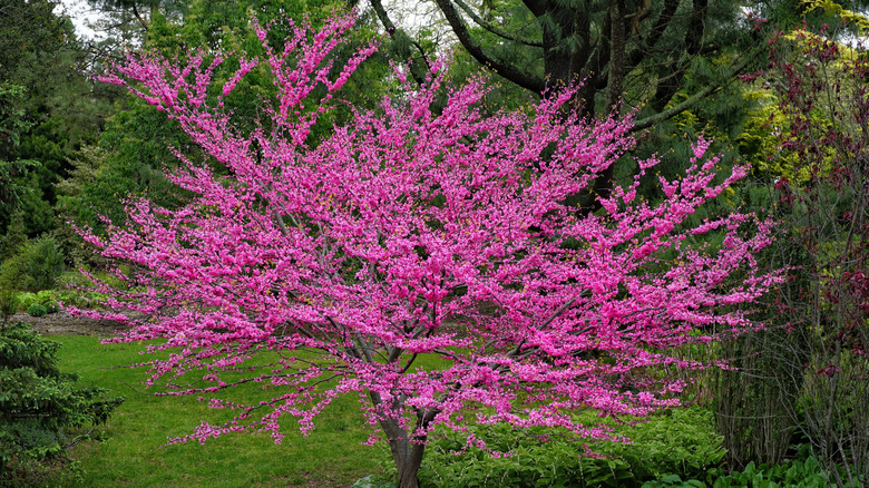 Redbud tree in bloom