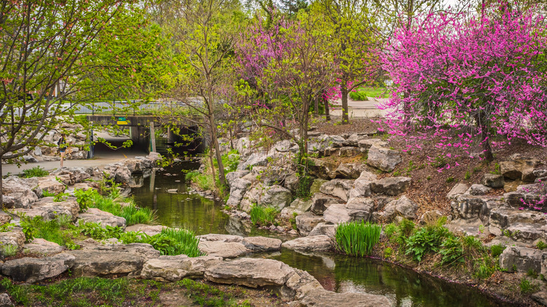 Redbuds and other trees around a small stream