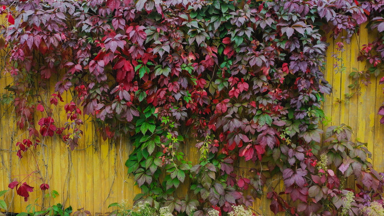 Virginia creeper on a wooden fence in fall