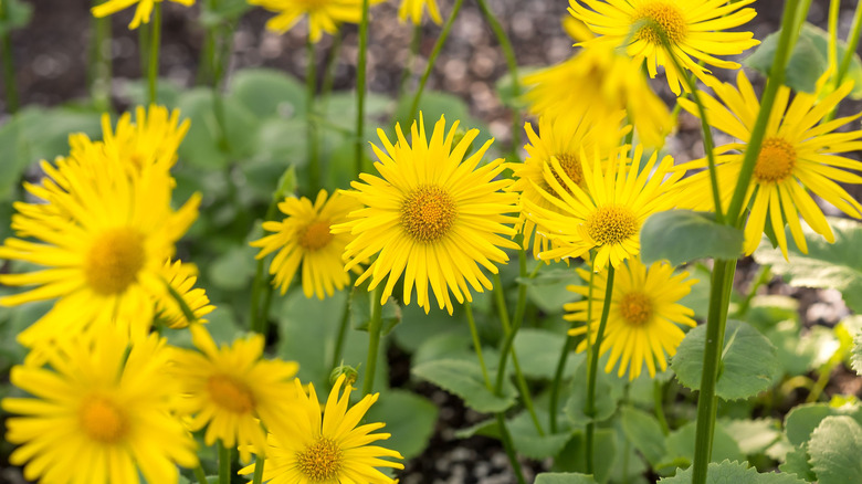 Yellow leopard's bane flowers