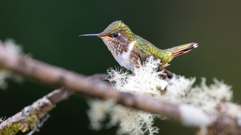Hummingbird sitting on a branch with some moss on it