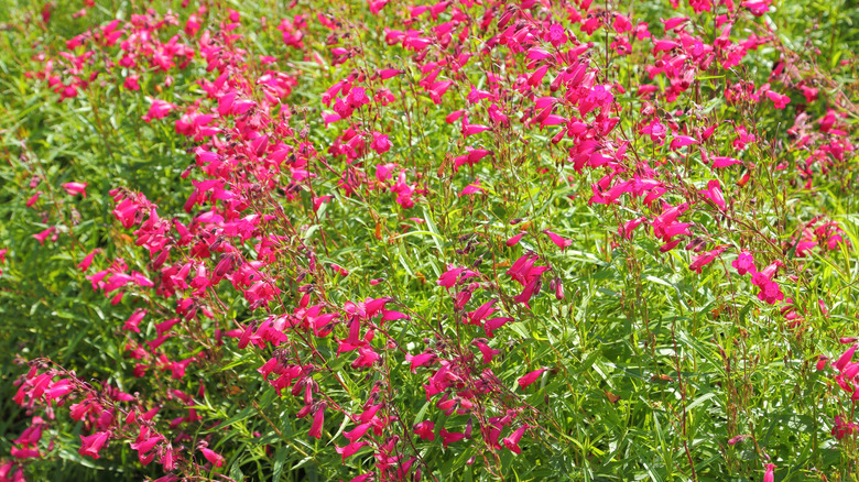 Bearded penstemon in bloom