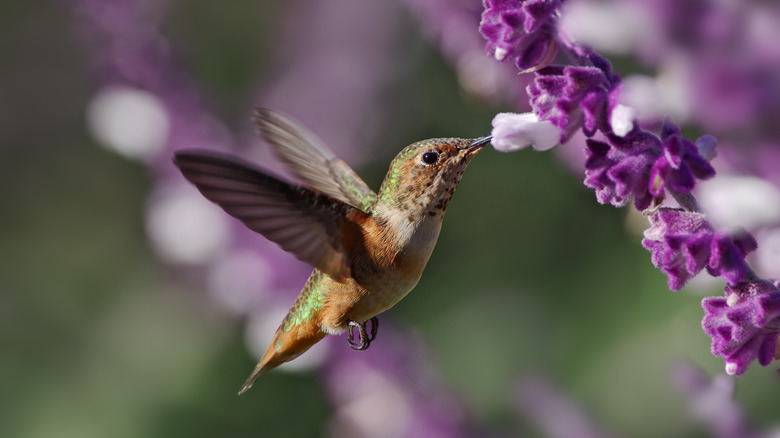 Hummingbird visits Mexican sage