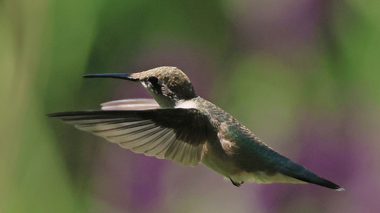 hummingbird in flight