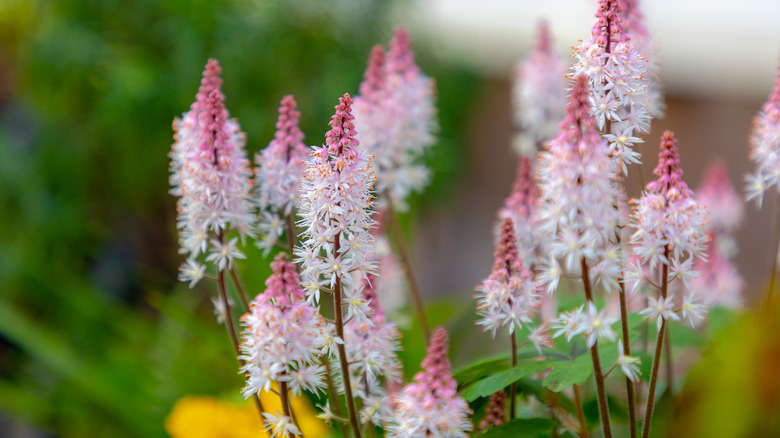 pink and white foamflowers blooming in a garden