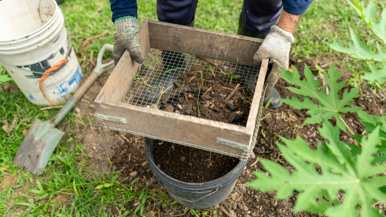 Man sieving a pile of composted organic soil
