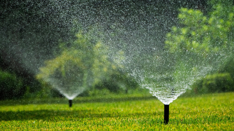sprinklers watering yard