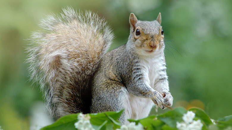 squirrel sitting with flowers and leaves