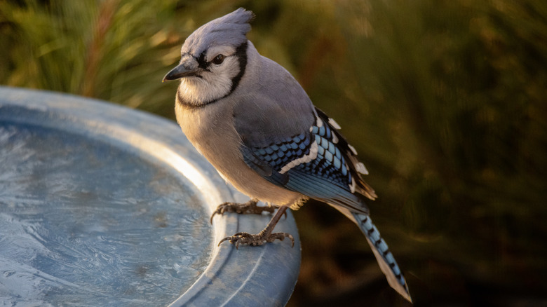 A bird unable to drink because of ice