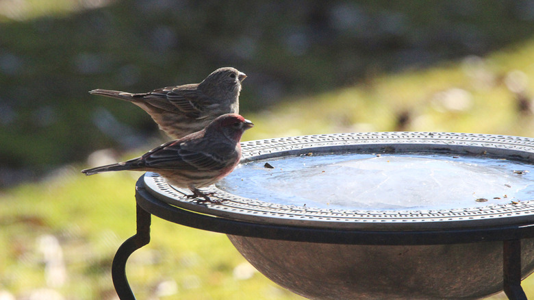 A frozen birdbath in a frozen yard