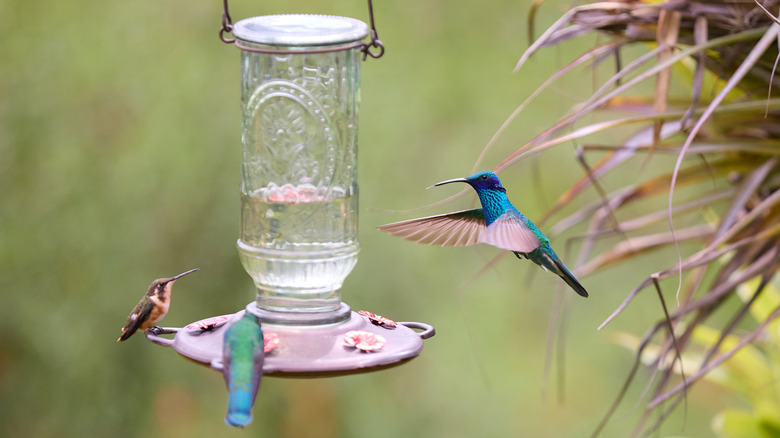 Numerous hummingbirds at a feeder