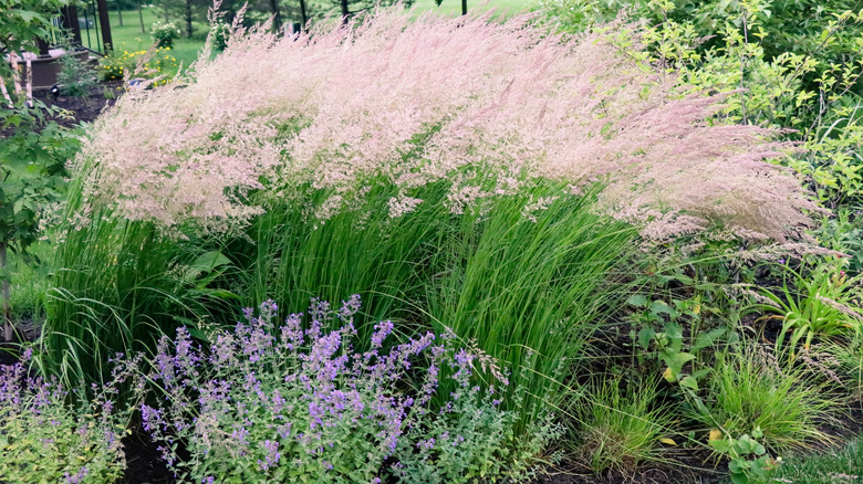 Wind-swept ornamental grasses in garden