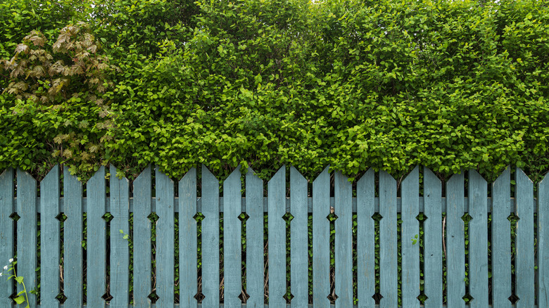 Tall shrub hedge and wood paneled fence