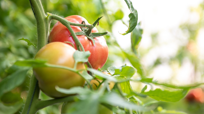 A ripe and a ripening tomato growing on a vine outside