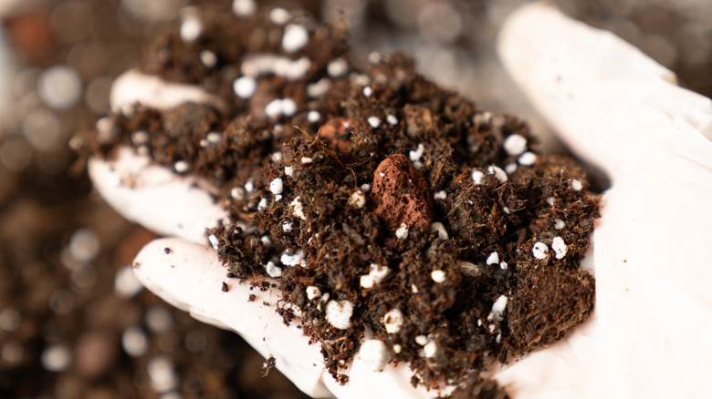 A white gloved hand holding up a handful of soil with white perlite and lava rocks included