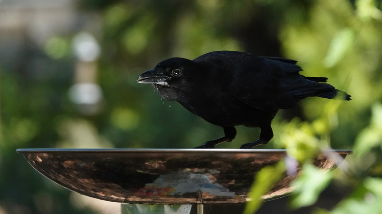 Crow perched on birdbath