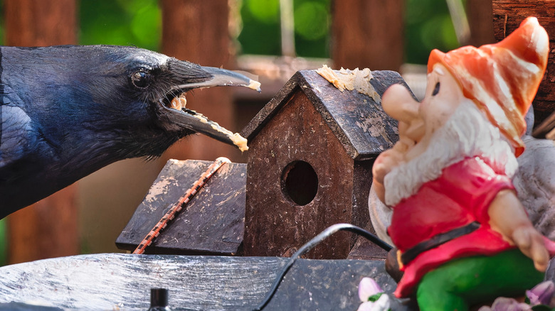 Black crow and lawn gnome